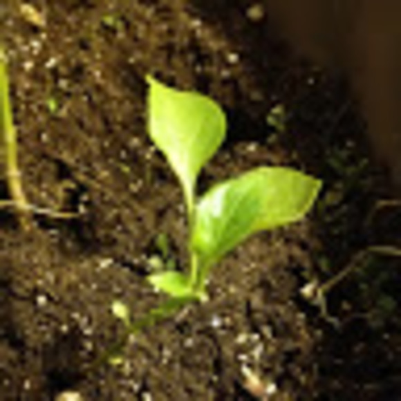 Meet your Posher, Mike - Picture 1 of 1